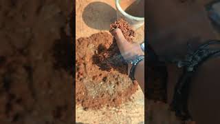 Soil Preparation for Radish radish terracegarden trending trendingshorts [upl. by Kavita]