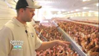 Organic Chicken Coop Tour of Wangsness Family Farm [upl. by Luaped]