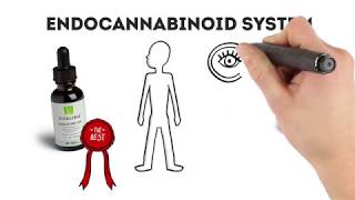 Vitalibis Endocannabinoid System Overview [upl. by Aerdnwahs]