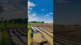 Agriculture agriculture youtubeshorts [upl. by Neehs]