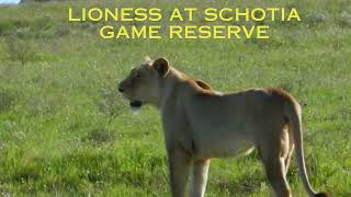 lioness at Schotia game reserve southafrica lioness gamereserve schotia [upl. by Bathelda]