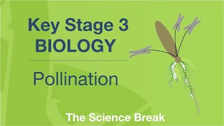 Key Stage 3 Science Biology  Pollination [upl. by Triley]