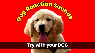 Sounds That Will Make Your Dog React  Try it Now [upl. by Banquer976]