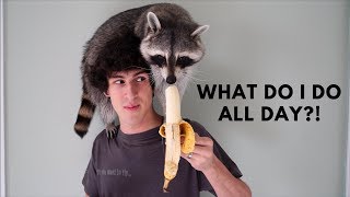 A Day in the Life of a Pet Raccoon [upl. by Asillim790]