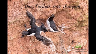 Der Tordalk mit Jungem [upl. by Mollee546]