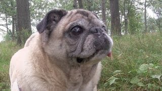 Cutest Pug Moments with Clara de Pug [upl. by Uohk925]