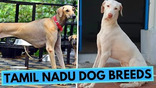 TOP 10 Dog Breeds from Tamil Nadu [upl. by Lundquist224]