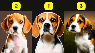 BEAGLE TYPES  3 TYPES OF BEAGLES [upl. by Tiersten]