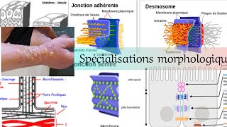 Spécialisations morphologique de la membrane plasmique [upl. by Elmer]