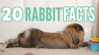 20 Facts About Rabbits 🐰 [upl. by Weigle419]