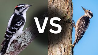 How to Tell the Difference Between Downy and Hairy Woodpeckers [upl. by Eigroeg481]