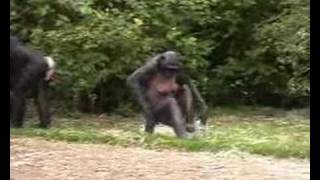 bonobos in Planckendael Zoo [upl. by Aicilehp]