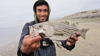 Hunting for Stripers Striped Bass are Back [upl. by Sices]