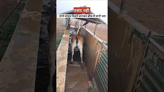 गायों को क्यों नहलाया जाता है  dairy farming cows [upl. by Ramedlav915]