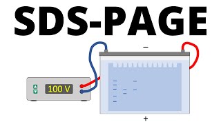 SDSPAGE explained  Protein Separation Technique [upl. by Anyar]