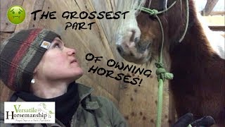 The Grossest Part Of Owning Horses Sheath Cleaning  Versatile Horsemanship [upl. by Oinoitna]