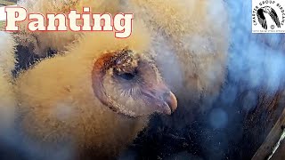 Barn Owl Baby Using Adorable Trick To Stay Chilled Gular fluttering [upl. by Elda793]