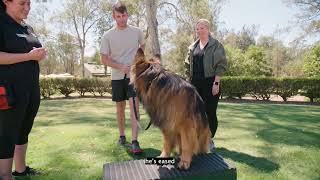 Partners and Pets NexGard SPECTRA®s Partnership with Guide Dogs AD [upl. by Ahsenev263]