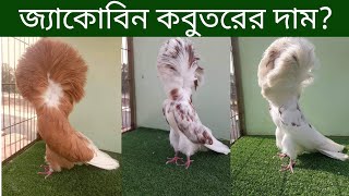 জ্যাকোবিন কবুতরের দাম পালন পদ্ধতি ও ব্রিডিং  Jacobin Pigeon Price In Bangladesh And India [upl. by Amliv]