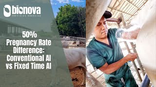 Difference of 50 Pregnancy Rate in Conventional AI vs Fixed Time AI in Cattle [upl. by Eirrej878]