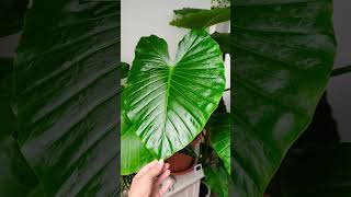 ALOCASIA GAGEANANEW LEAFIndoorJNGL houseplants indoorplants plants alocasia plantlover [upl. by Atnahs]