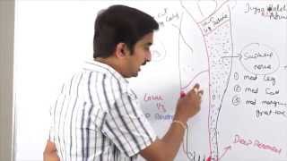 Anatomy of Anterior Lateral Medial side of leg and dorsum of foot  DrGBhanu Prakash [upl. by Ativad]