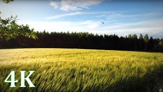 Field with Wind Swallows amp Windchimes  Happy Summer moments 4K NO LOOP [upl. by Carisa]