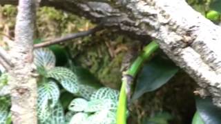 Tiny day old Captive bred Bearded Pygmy Chameleons [upl. by Soulier]