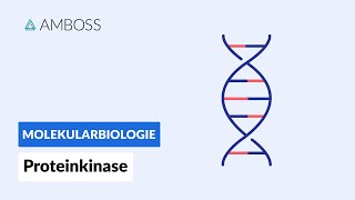 Proteinkinasen  Biochemie  AMBOSS Video [upl. by Einon]