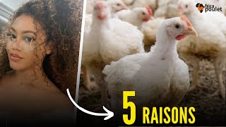 Partie 14 TU dois INVESTIR dans LE BUSINESS DE POULET LOCAL en Afrique 5 RAISONS AUJOURDHUI [upl. by Wind]