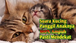 Suara Pikat Kucing Auto Nyamperin  Suara Kucing Memanggil Anaknya [upl. by Baumbaugh]