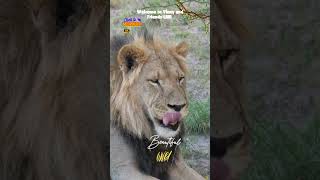 Lion Roaring Beautiful Lion Roaring Lion Sounding Off Beautiful Animal Enjoy [upl. by Asilaj]