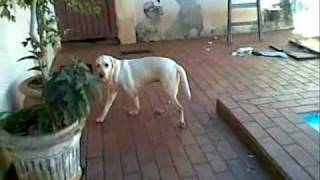 Safira Labrador Sindrome Vestibular0001 Zhenvetwmv [upl. by Tonry]