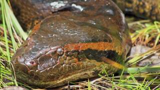 In Search of the Giant Green Anaconda Eunectes murinus Video [upl. by Wojcik689]