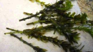 Propagating Aquatic Plants Why its important and how to [upl. by Aicnorev749]