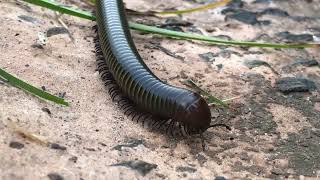 Millipede is a reptile species [upl. by Davis]