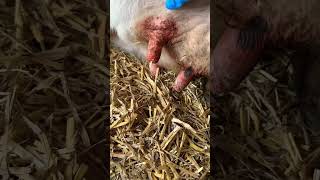 How to cure mastitis in cows cows veterinary [upl. by Aneeres]