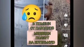 в Тюмени Медведи от паводков спасаются на котельной in Tyumen bears are saved from floods [upl. by Ainirtac]