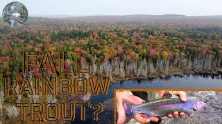 How To Catch Rainbow Trout EASY fishing autumn trout [upl. by Eugenio528]