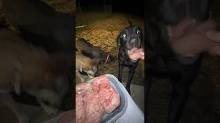 my 4 carnivore dogs are SCARFING down their raw food 😂🥩 link in my bio for a HUGE DISCOUNT 🥩 [upl. by Milicent461]