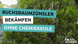 Buchsbaumzünsler bekämpfen – so schützen Sie Ihren Garten ohne chemische Keule [upl. by Eeryt908]