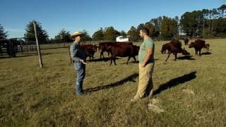 Raising Red Poll Cattle [upl. by Germain680]