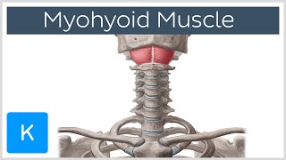 Mylohyoid Muscle  Attachments amp Function  Human Anatomy  Kenhub [upl. by Ludlow]