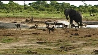 Elephant vs Wild Dogs at Waterhole [upl. by Krigsman]