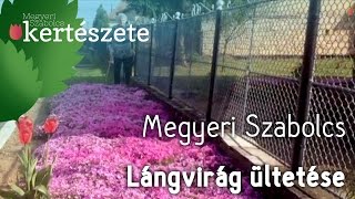 Phlox  Lángvirág ültetése  Megyeri Szabolcs Kertészet [upl. by Idnat]