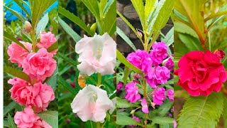 Balsamina flowervideospcreation [upl. by Reagen340]