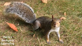 Hand Feeding Petting and Playing Catch With Squirrels [upl. by Burgwell]