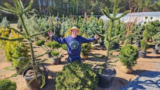 Phenomenal Conifer Tour Evergreens and Conifers That Grow in the South [upl. by Betsy]