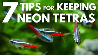 7 Tips for Keeping Neon Tetras in an Aquarium [upl. by Adirf]