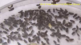 Who are Bisquit Beetles in Your Kitchen How to Get Rid of it Stegobium paniceum Anobiidae Col [upl. by Hassett]